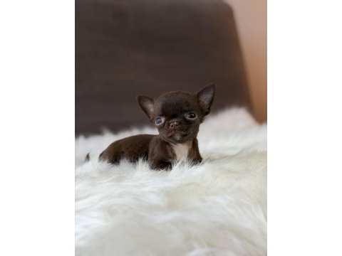 Siz de safkan chihuahua sahibi olmak istiyorsanız