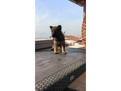 Alman kurdu yavrularımız