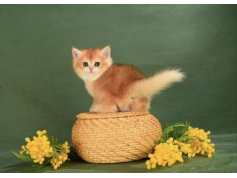 Lisanslı üretim evinden british shorthair golden bebekler