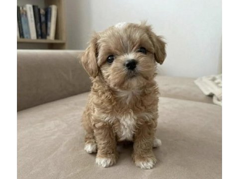 Çift renk özel kore maltipoo yavrular