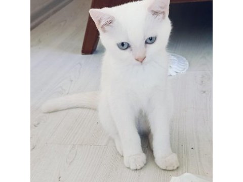 Güzel british shorthair kediler rezerveye açık