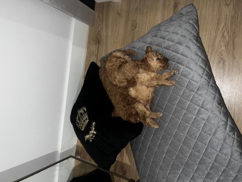 Toy poodle 3 aylık