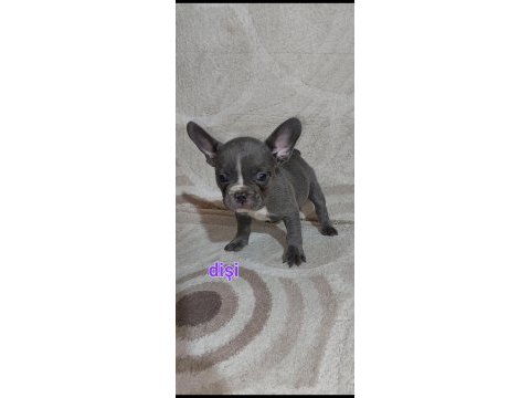 Fransız bulldog