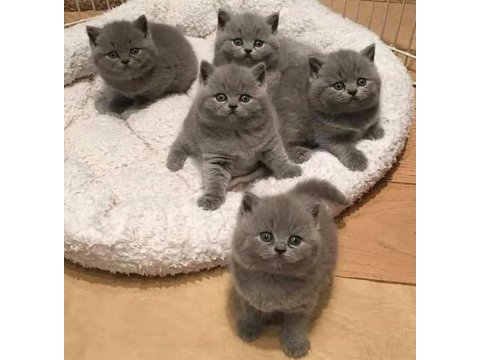 Safkan orijinal british yavru kediler yeni ailelerine hazır