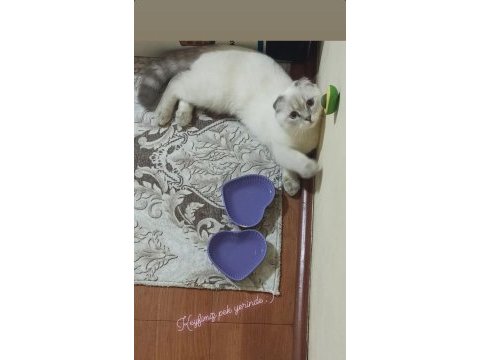10 aylık scottish fold