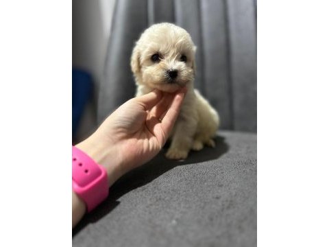 Maltipoo yavrularımızı canlı görerek alabilirsiniz