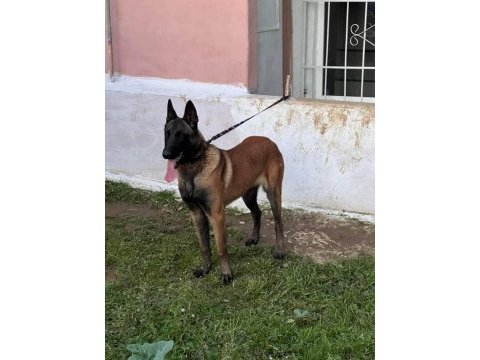 Hırs küpü belçika malinos yavrular