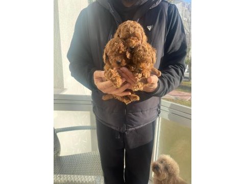 Safkan toy poodle red brown yavrular