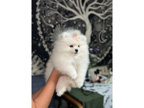 Teacup pomeranian
