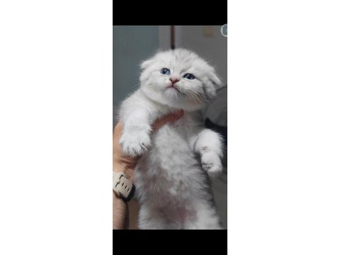 Scottish fold kedimiz