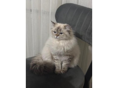 British longhair badem kızımıza yeni yuva arıyoruz