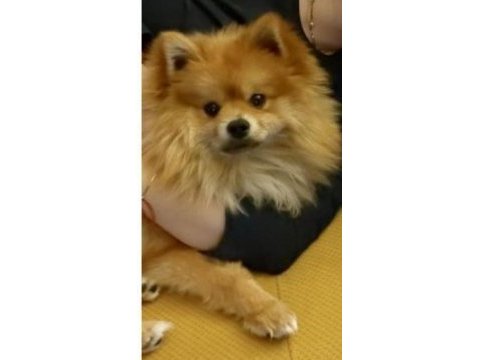 1 yaşında pomeranian ömürlük yuvasını arıyor