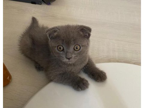 27 temmuz doğumlu gri scottish fold yavrular