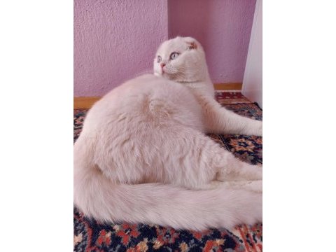 Yavru scottish fold bebekler
