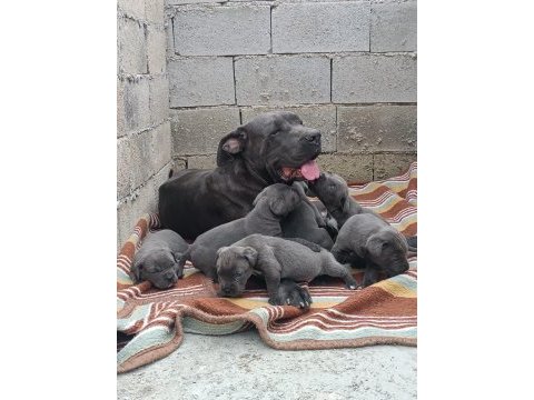 Cane corso 6 erkek ve 4 dişi
