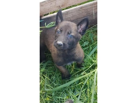 Sağlam kan hattı malinois kaliteli yavru