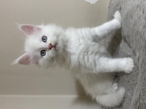 Beyaz saf kan maine coon yavruları xxl