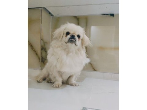 Köpeğimiz acil sahiplendirilir