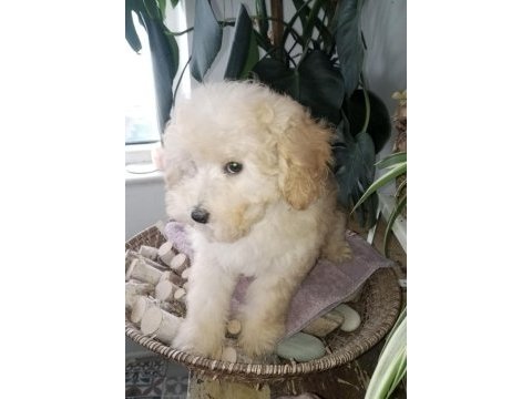Şecereli 2 kardeş poodle
