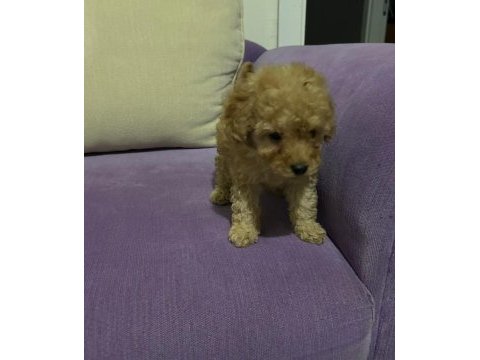 Poodle yavrularımız toy ve mini boy renk renk