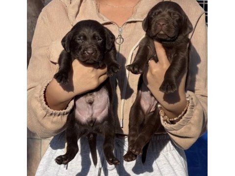 Labrador redriever sevimli yavrular