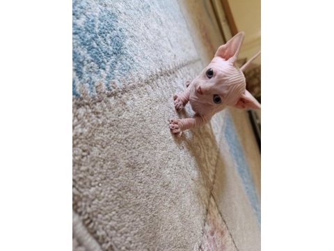Sphynx (sfenks) yavru erkek