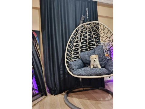 Pomeranian spitz 3-4 aylık