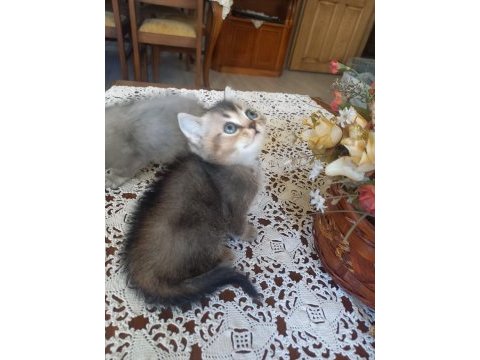 Birbirinden minnoş british shorthair bebişlere yuva