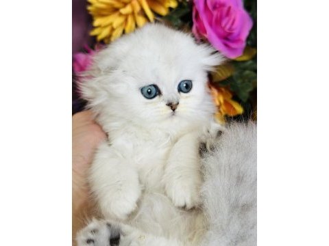 Orijinal scottish fold