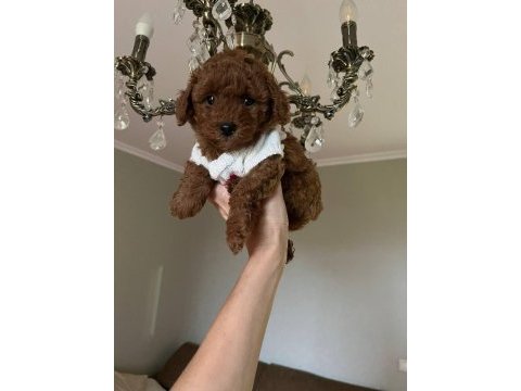 Toy poodle yavru