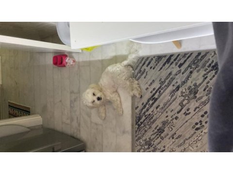 Maltese terrier 8 aylık