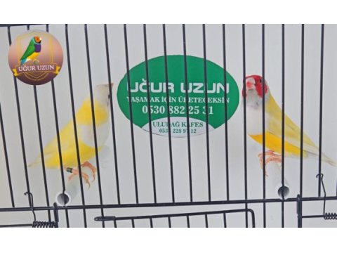 Şampiyonundan jumbo gouldian finch gökkuşağı ispinozu