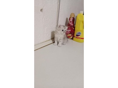 British longhair 45 günlük