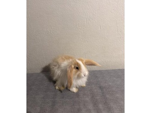 Lop tavşanı