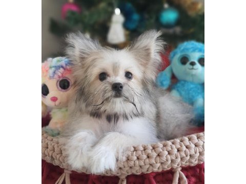 Türkiyede tek korean morkie yavrularımız