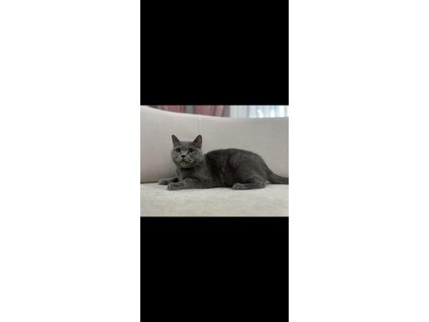 Gri british shorthair dişi