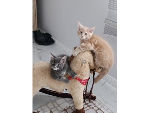Maine coon dev yavru kediler çok uygun dev