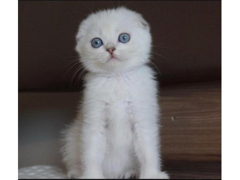 Scottish fold 55 günlük mavi göz