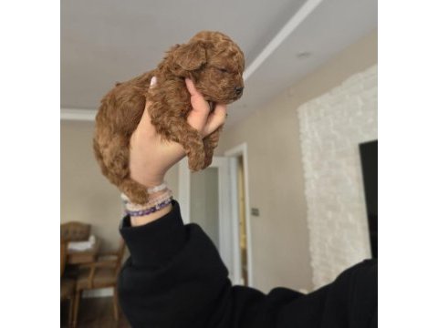 Yavru toy poodle