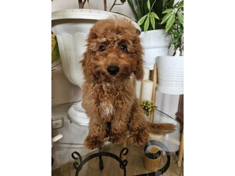 Ev ortamından red toy poodle yavru