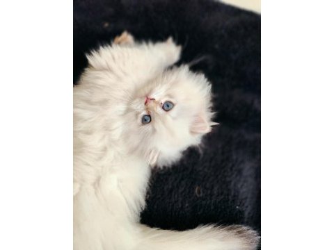 British longhair prensese yuva arıyorum