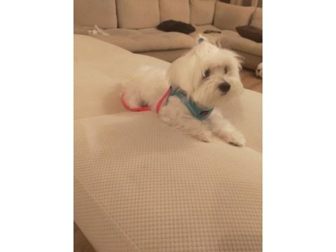 Çiftleştirme maltese köpeği