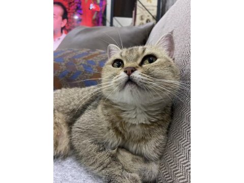 Güzel british shorthair kızımıza onayladığımız bir yuva