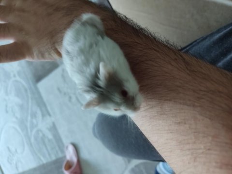 Çok tatlı yavru ve yetişkin gonzales hamsterler
