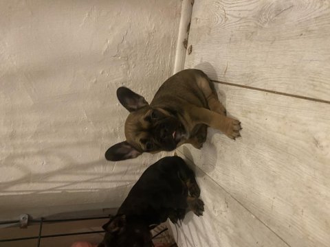French bulldog