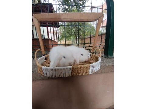 Hollanda teddy lop yavru tavşanlar