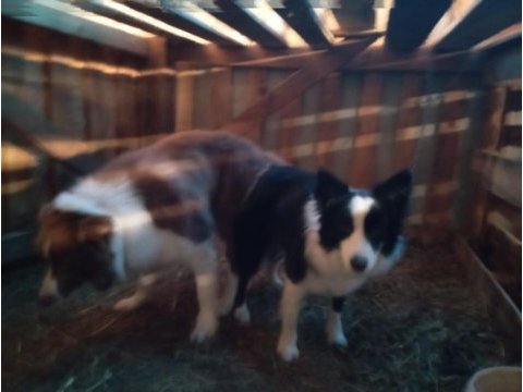 1 aylık border collie yavrular