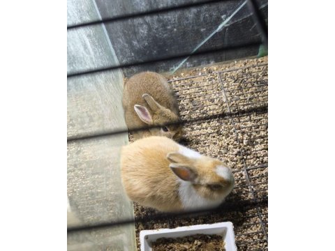 Cüce netherland dwarf tavşan