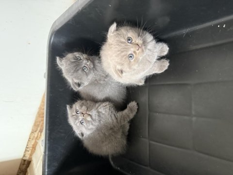 Mükemmel huylu scottish fold yavrular