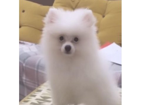 4 aylık pomeranian